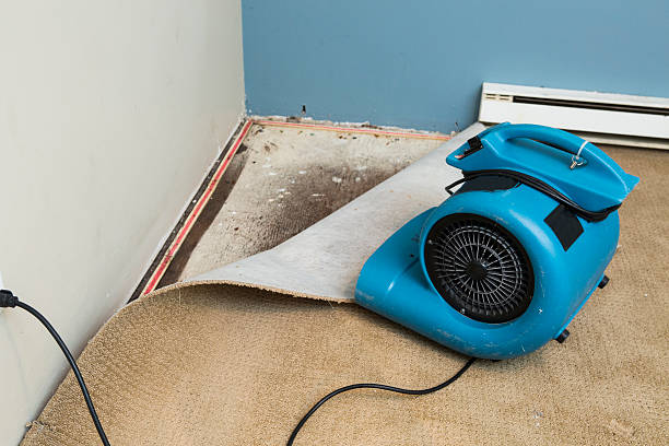 Best Mold removal after water damage  in Vla Park, IL